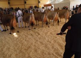 Exposição de gado Jersey de Braço do norte será realizada de 12 a 15 de Outubro