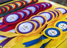 Expofemi 2026 em Xanxer&ecirc; recebe etapa ranqueada da ra&ccedil;a Holandesa com destaque para animais jovens